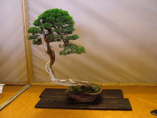 Arco 2011 001.jpg