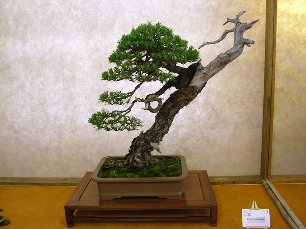 Arco 2011 006.jpg