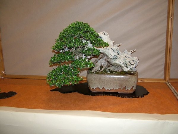 Arco 2011 009.jpg