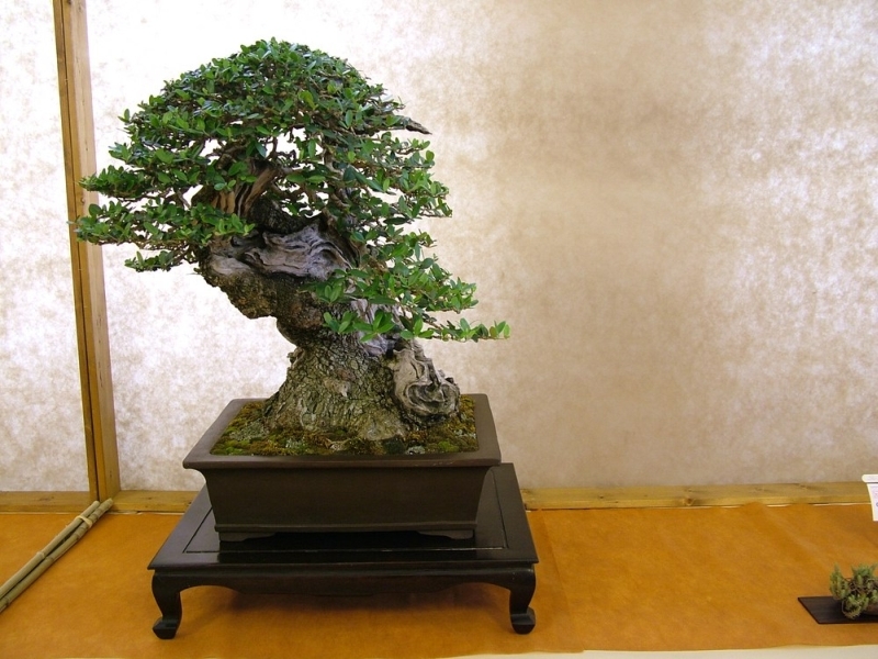 Arco 2011 021.jpg