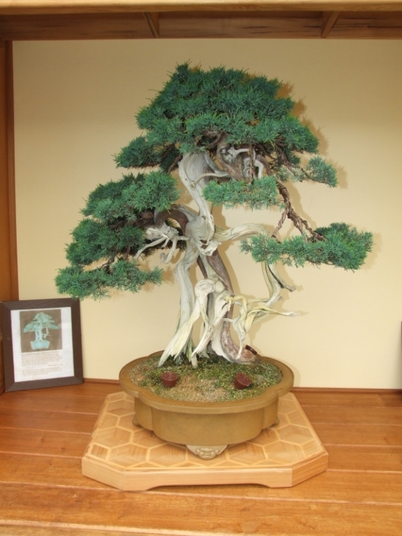 Bonsai Expo  't VEERLE 04-06-2011 142.jpg