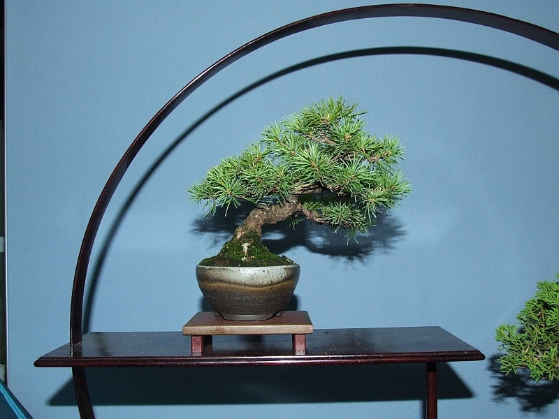 Bonsai & Japanese Art Event 2009  (14).jpg