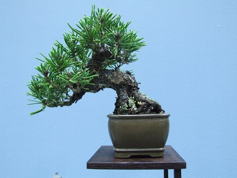Bonsai & Japanese Art Event 2009  (19).jpg