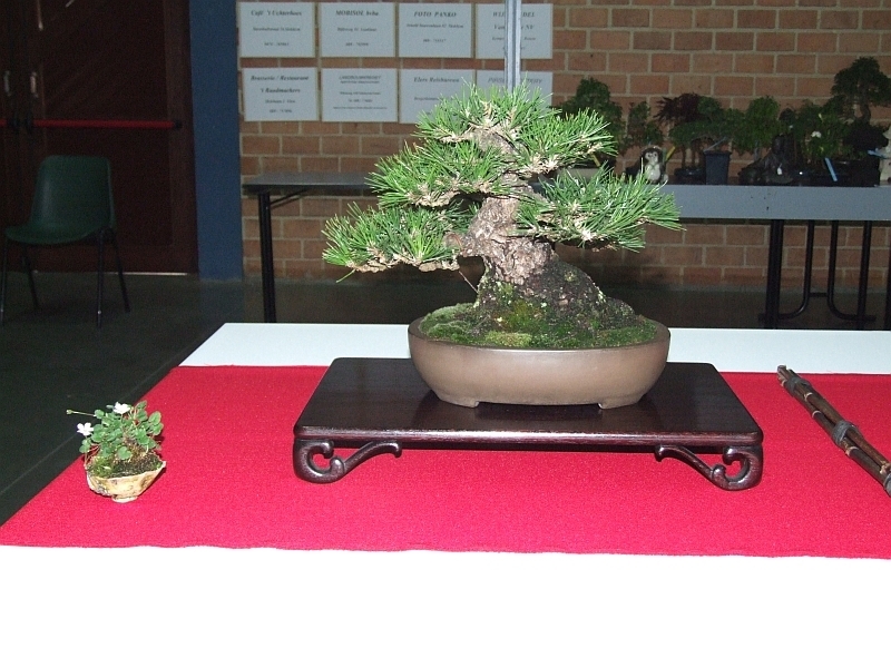 Bonsai & Japanese Art Event 2009 (39).jpg