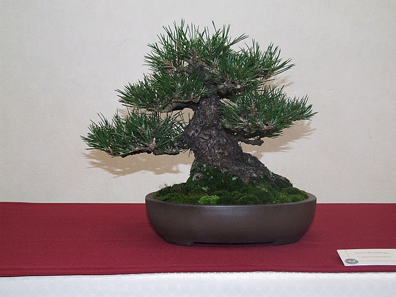 EUK Pinus thunbergii 2 Lydie 2.jpg