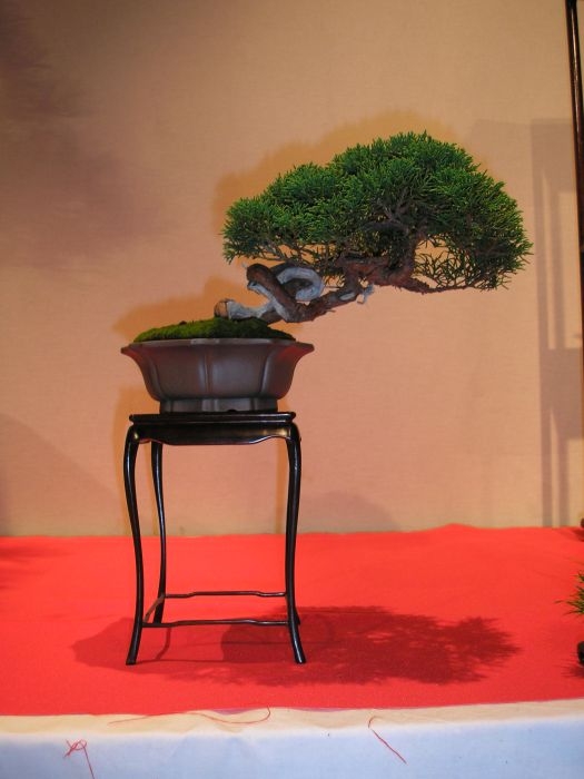 International Bonsai Challenge 23-07-2006 011.jpg