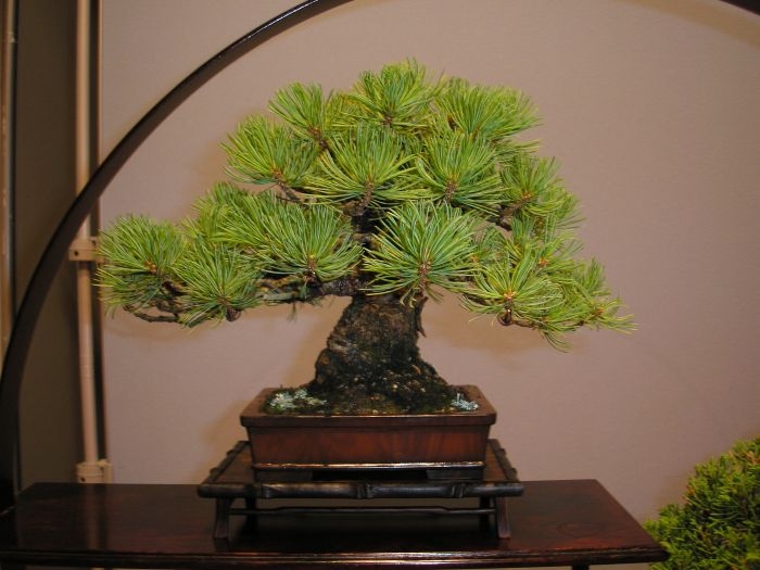 International Bonsai Challenge 23-07-2006 022.jpg