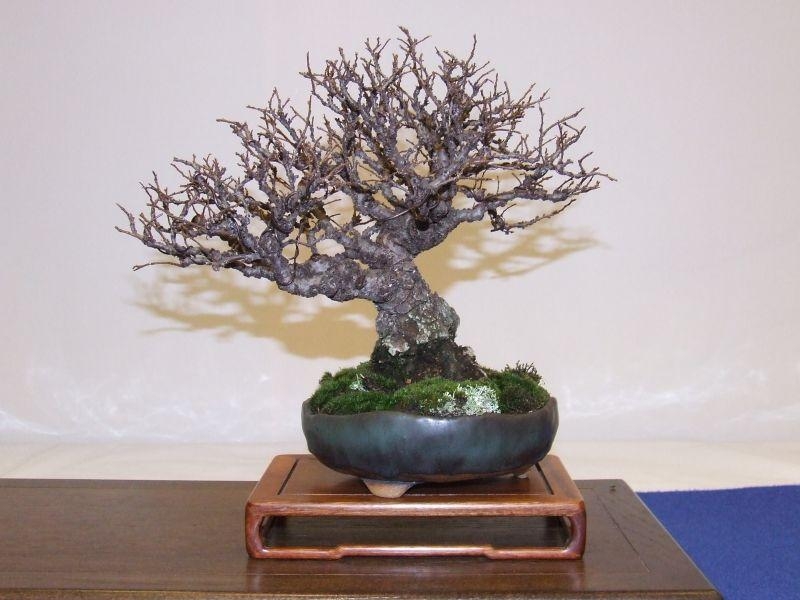 Noelanders Trophy IX 2008 (105).jpg