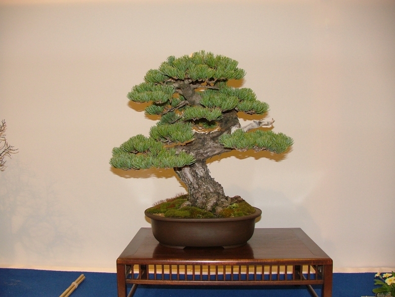 Noelanders Trophy VI 036.jpg