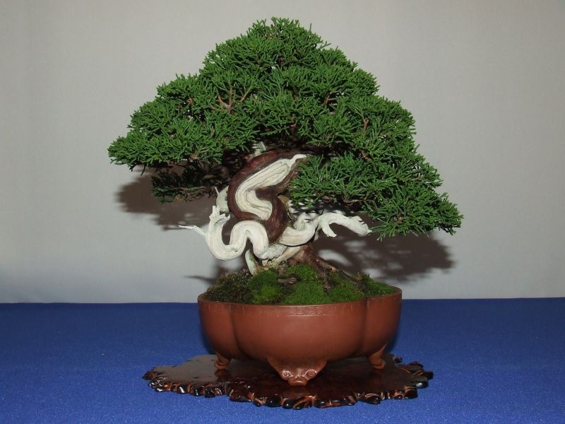 Noelanders trophy 2007 034.jpg