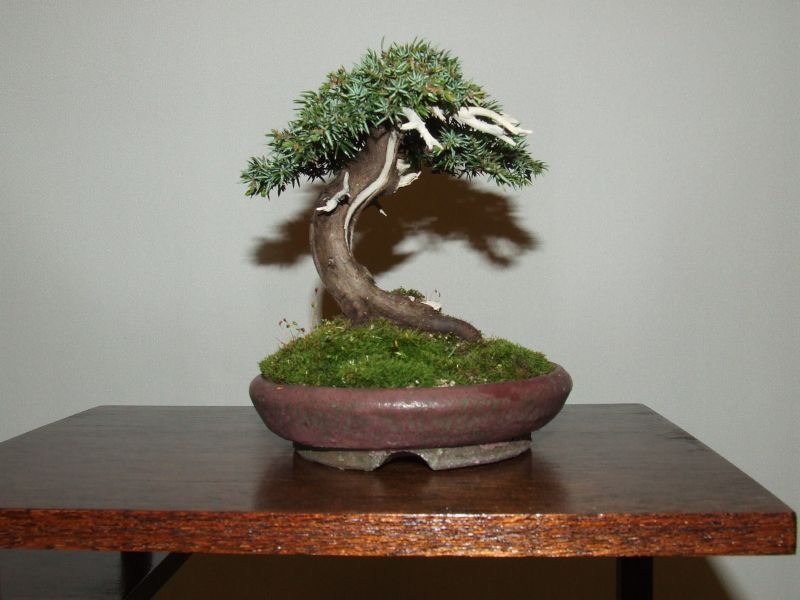 Noelanders trophy 2007 041.jpg