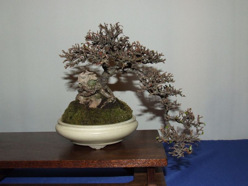 Noelanders trophy 2007 045.jpg