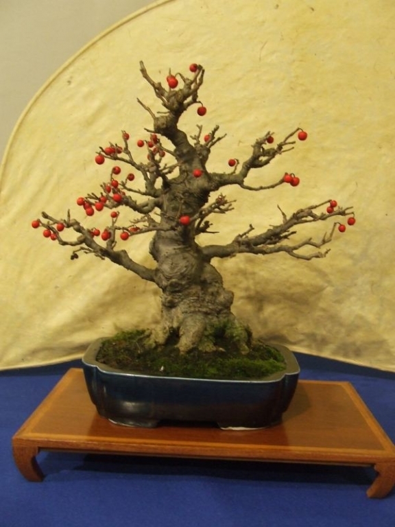Noelanders trophy 2007 063.jpg