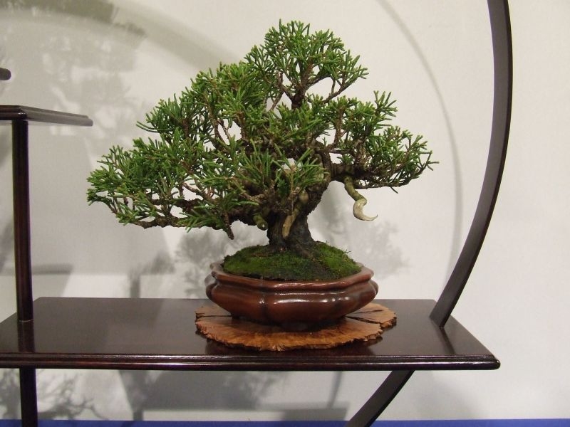 Noelanders trophy 2007 066.jpg