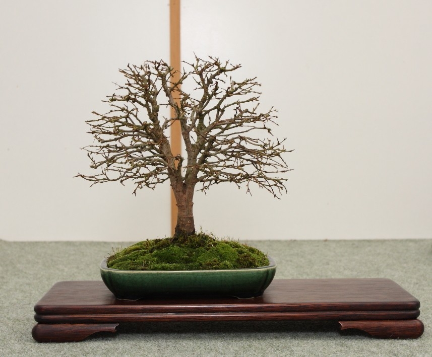 BSA Shohin Off 2011 018.jpg
