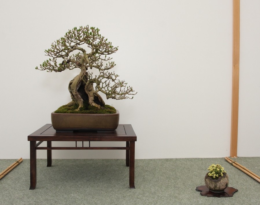 BSA Shohin Off 2011 046.jpg