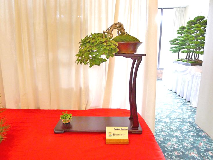 Carpinus_turczaninowii2.jpg