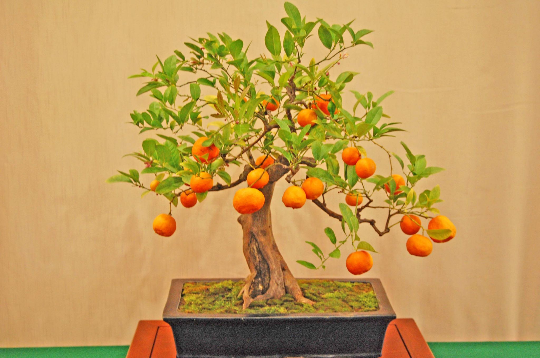Citrus_xmicrocarpa1-1.jpg