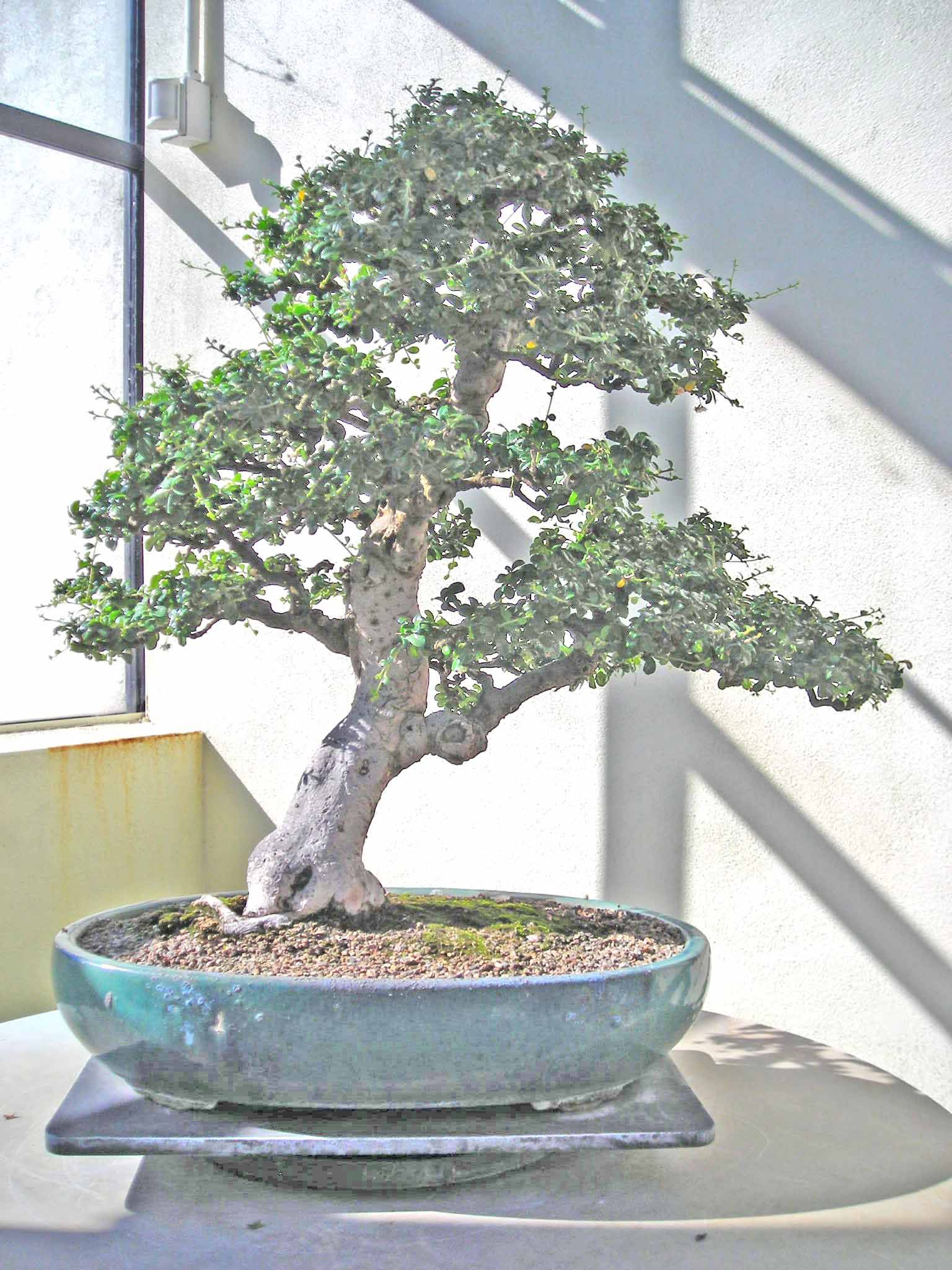 Ehrethia_microphylla2.jpg