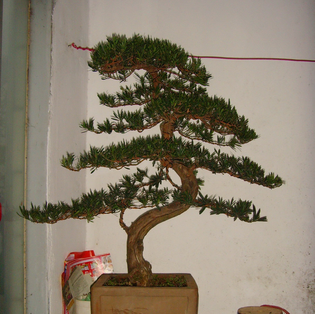 SNV37317.jpg