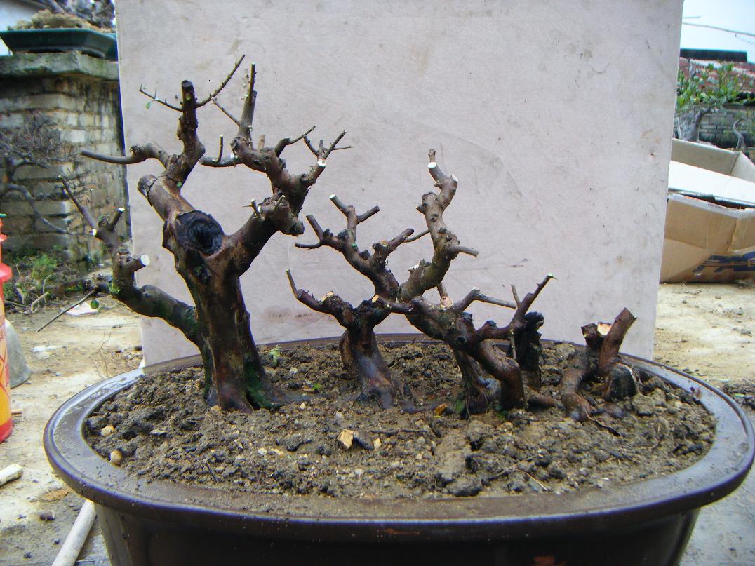 Ƭ 1515.jpg
