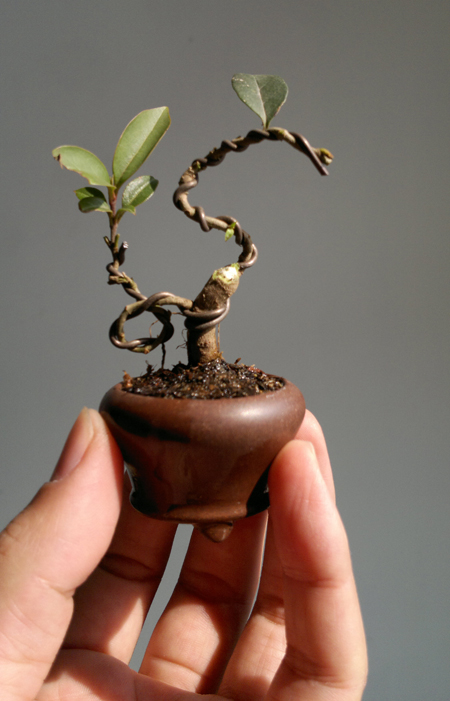 20120203597.jpg