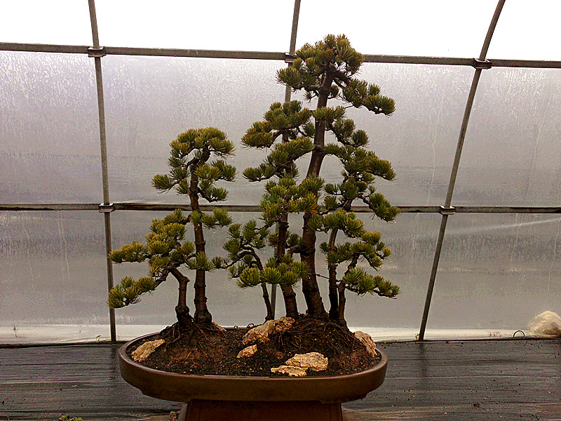 20120204674_.jpg
