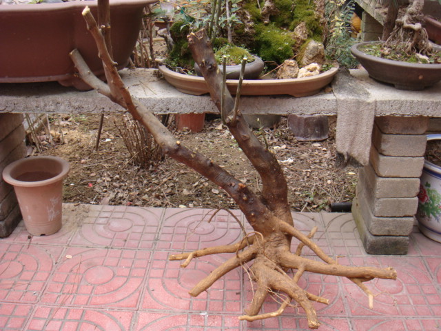 DSC06684.JPG