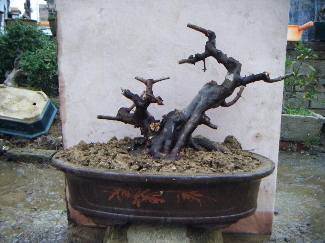Ƭ 1549.jpg