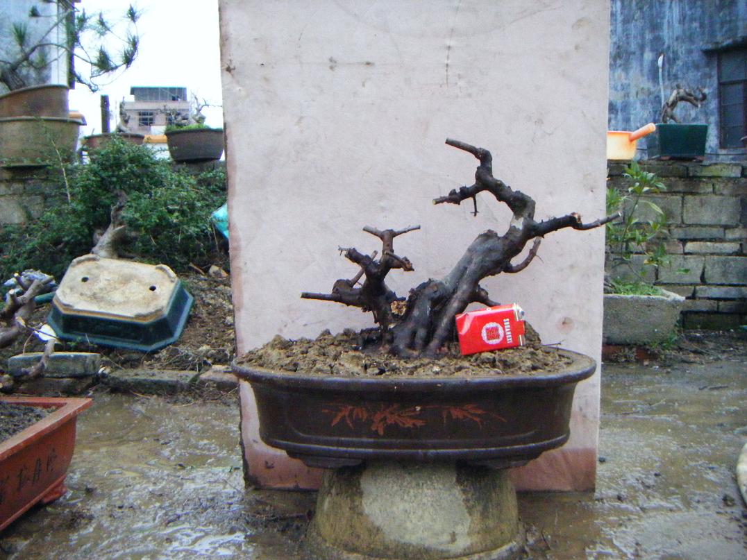 Ƭ 1555.jpg