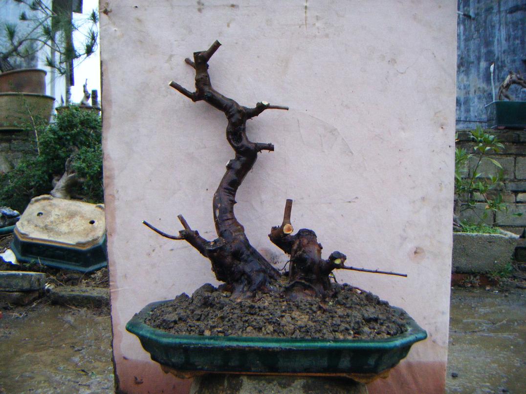 Ƭ 1560.jpg