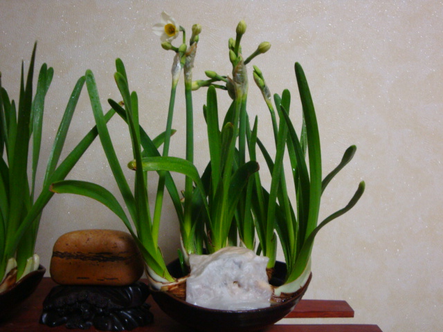 DSC07617.JPG