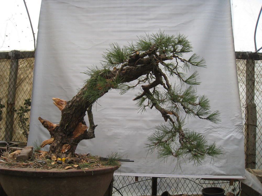 IMG_7401.jpg