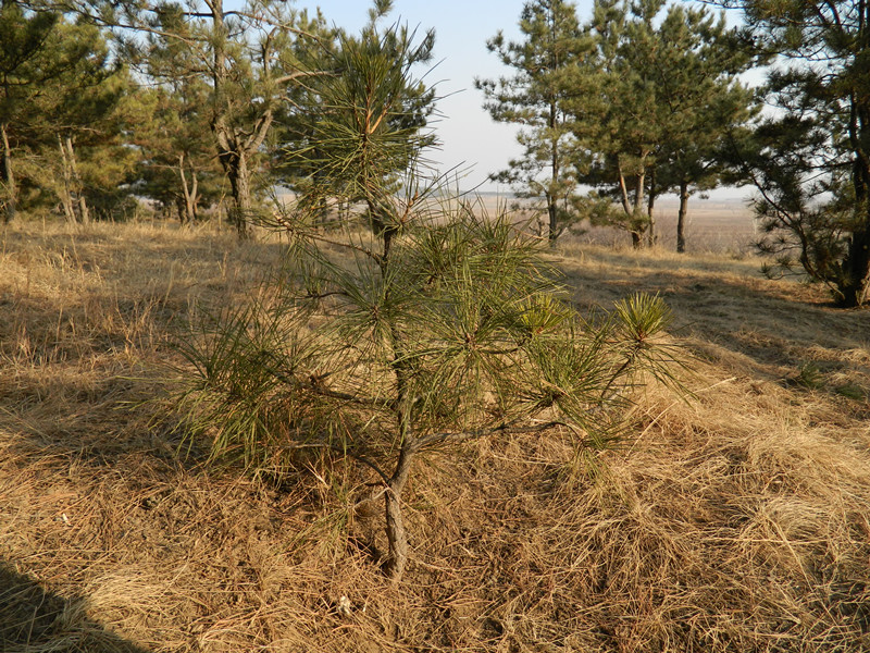 DSCN3144_.jpg