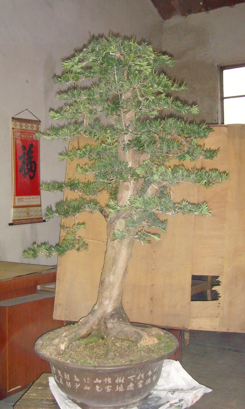 SNV37493.jpg