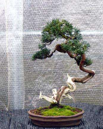 Juniper.jpg