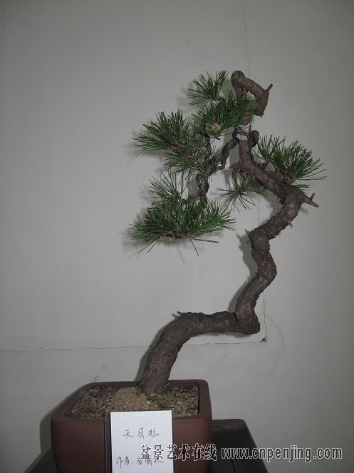 234910ujccxvm4pmp6pgmv.jpg