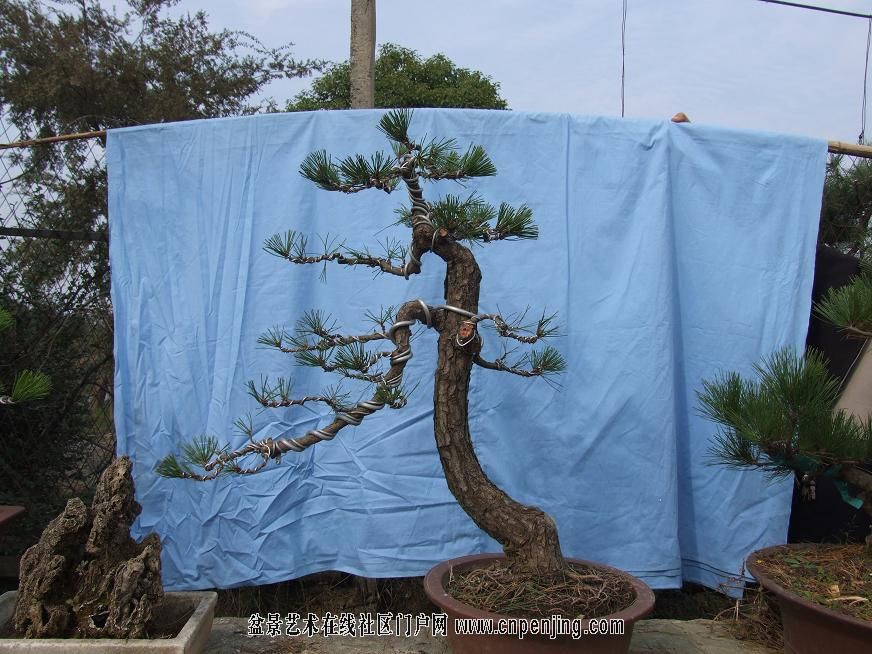 20081105_f24e273f6cdcc17cb2dd2vSr2cxk98Ub.jpg