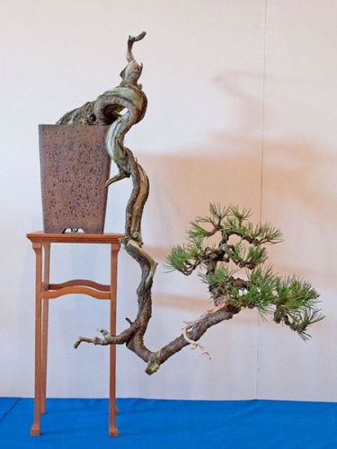 bavarian_bonsai_2011_qdsc_7867w_jpg_thumb.jpg