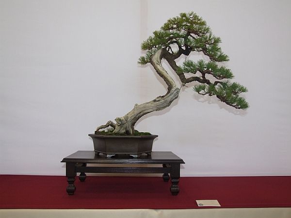 EUK_Pinus_parviflora_Yannick_Kiggen_2_jpg_thumb.jpg