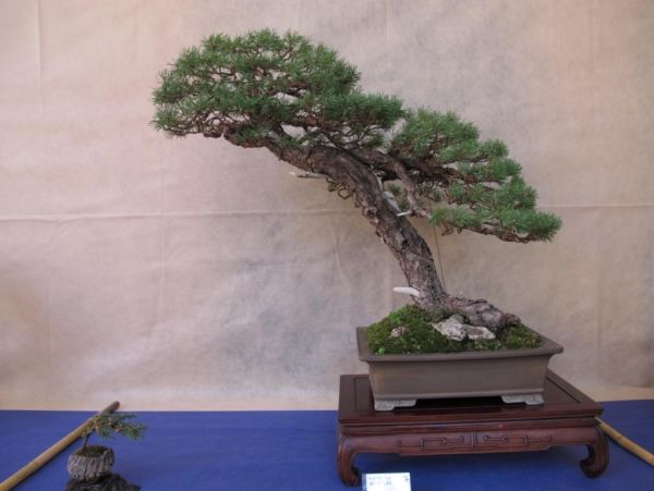 Giareda_2011_034_jpg_thumb.jpg
