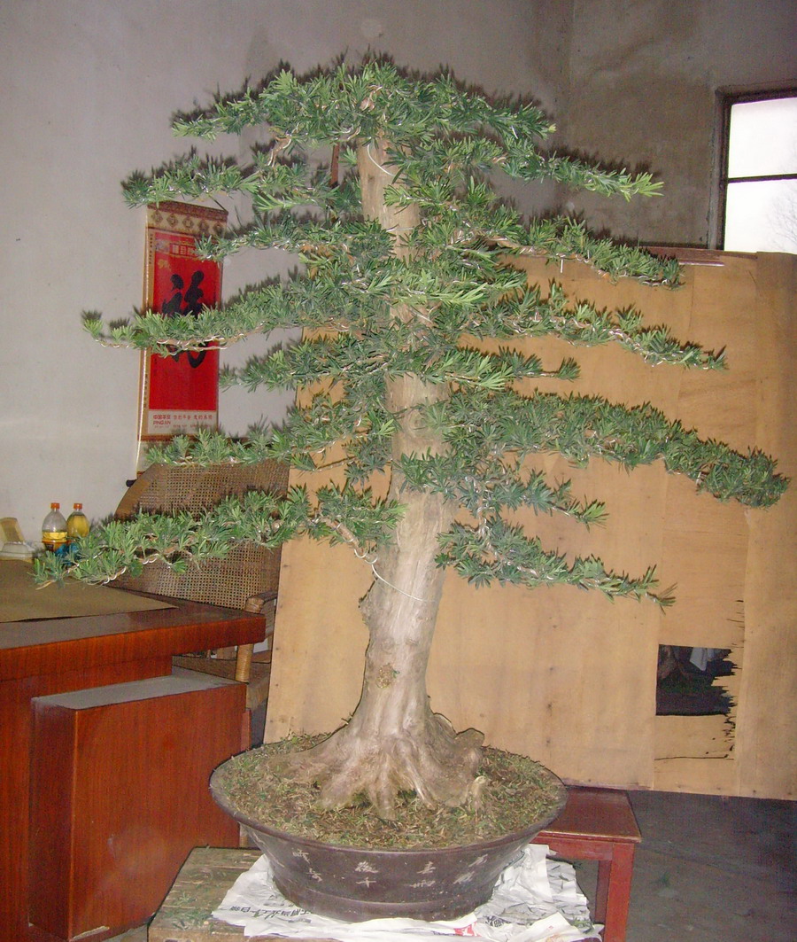 SNV37528.jpg