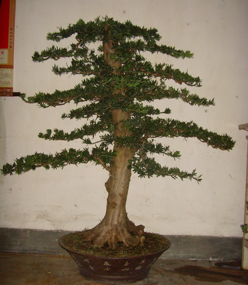 SNV37548.jpg