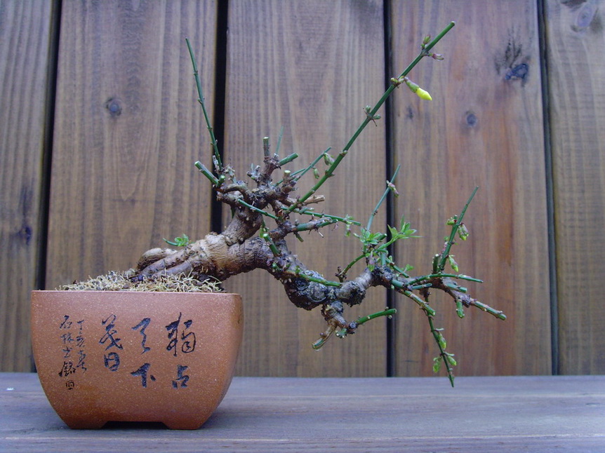 SNV31004.jpg