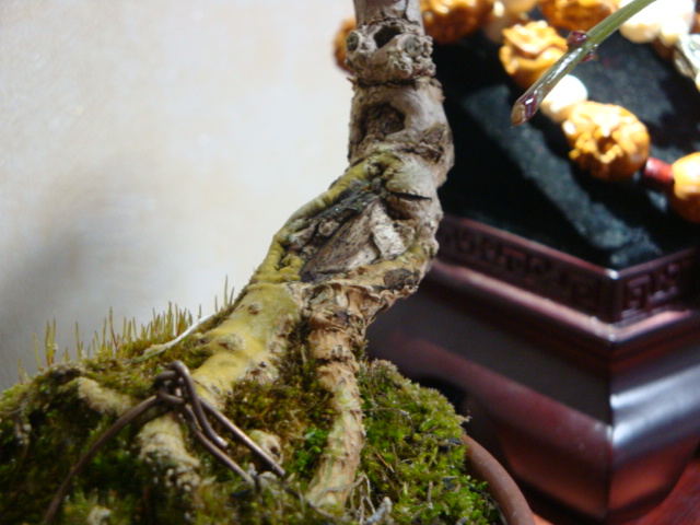 DSC07730.JPG