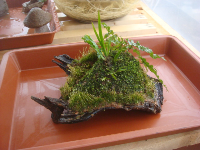 DSC09417.JPG