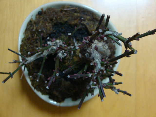 DSC07780.JPG