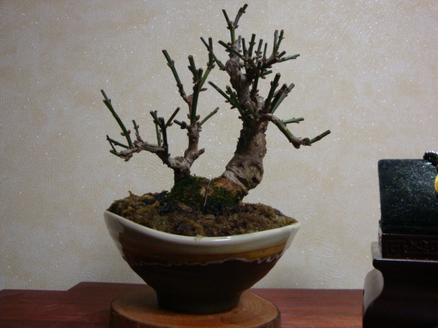 DSC07773.JPG