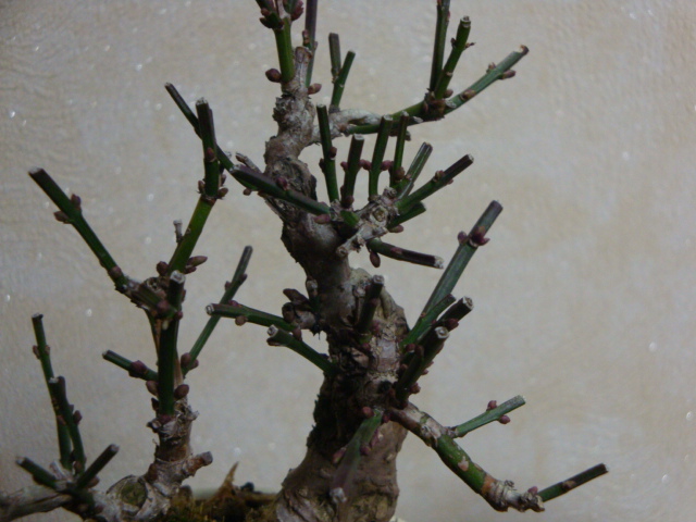 DSC07774.JPG