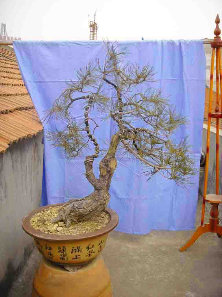 SDC12485.JPG